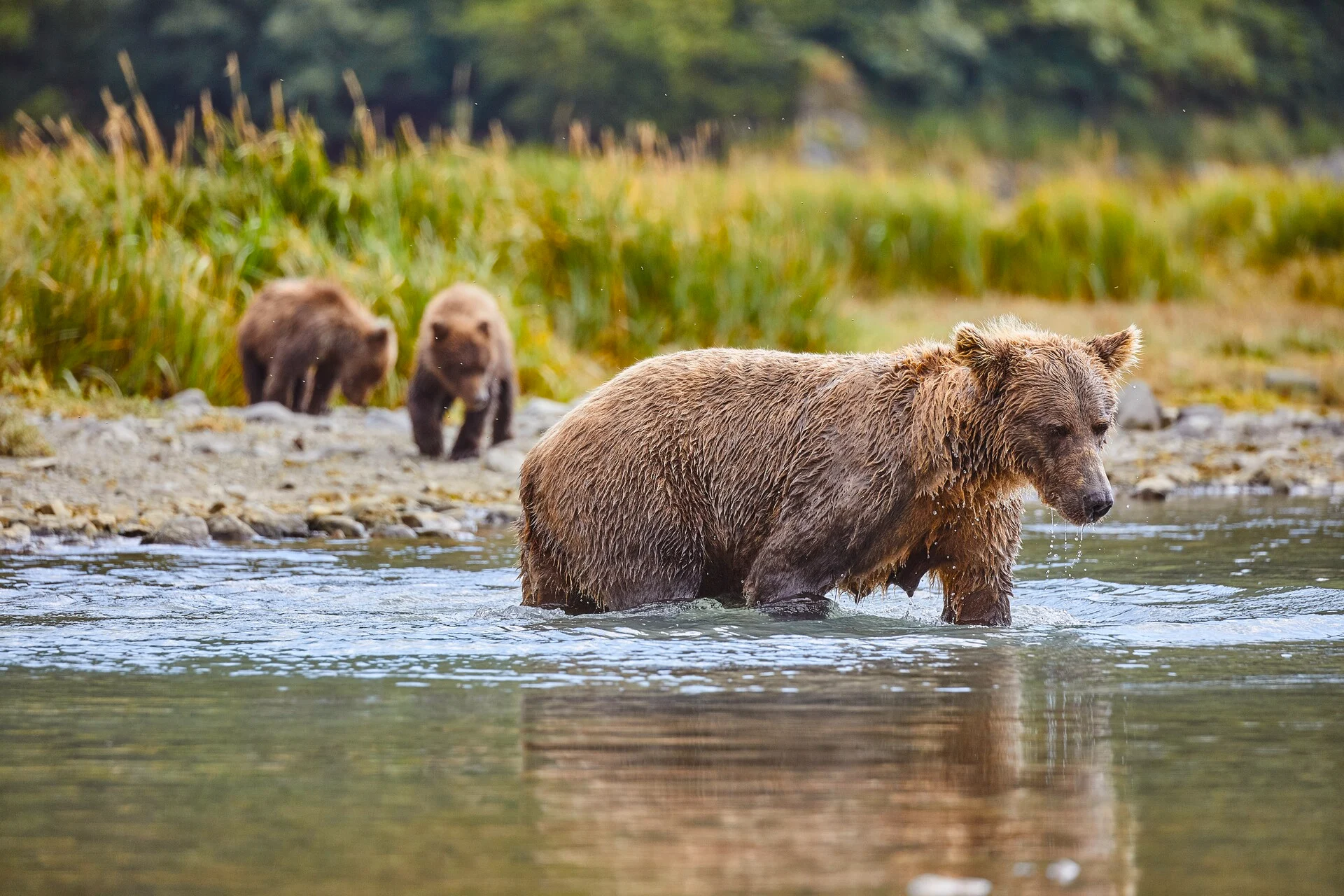 Family of Kodiak bears in Katmai National Park