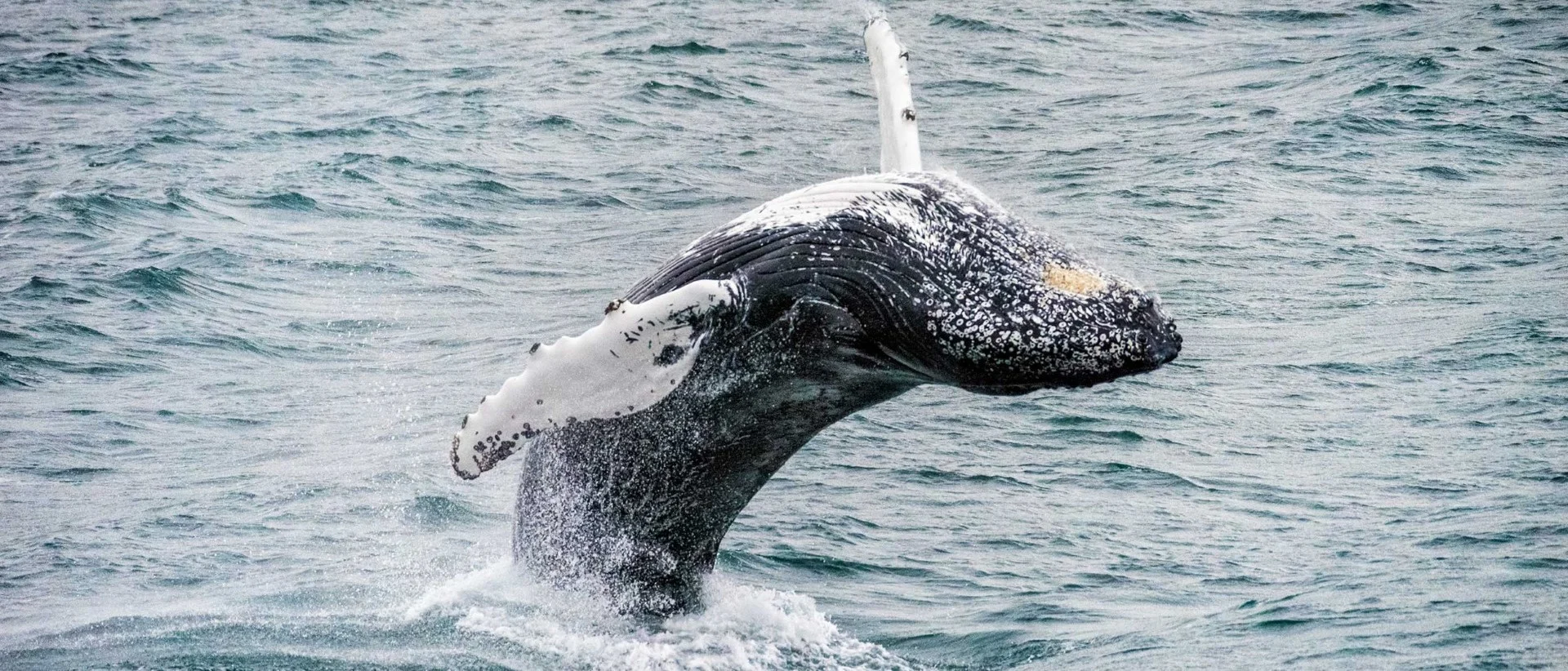 Humpback Whale, Iceland. 
Photo: Karsten Bidstrup