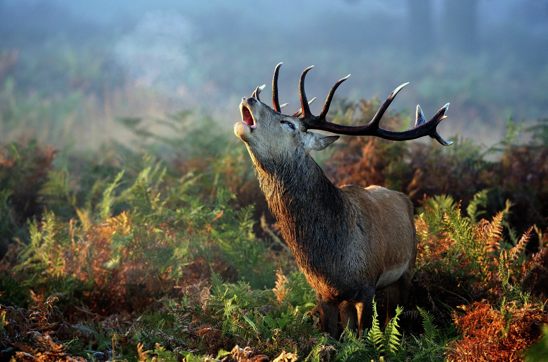 Stag, British Isles