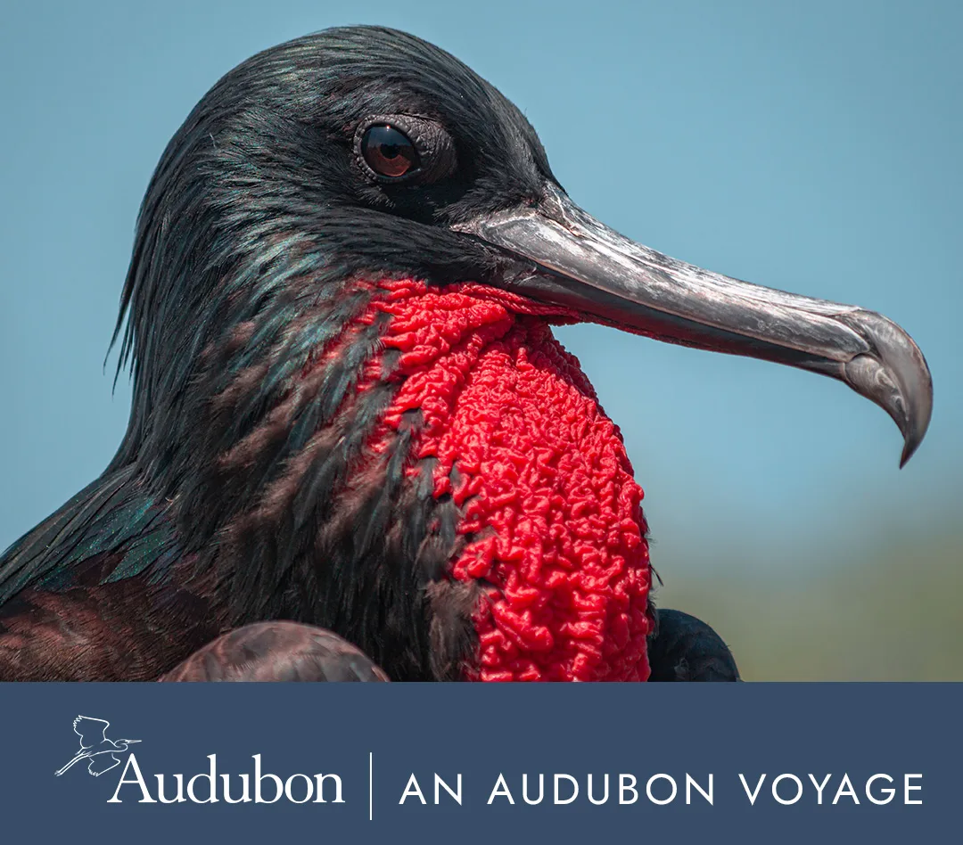 Nine of the Best Isles | Western and Northern Route | An Audubon Voyage