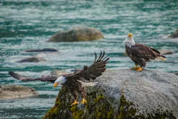 Bald Eagles in Haines, Alaska. Credit: Shutterstock