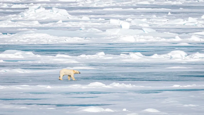 Svalbard in Summer: Under the Midnight Sun | With extended stay in Longyearbyen