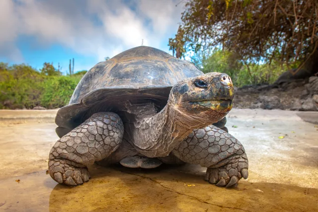 Upptäck ditt all-inclusive-äventyr till Antarktis, Galapagos och mer