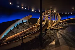 INCL-HSU2 The Whale Museum H sav