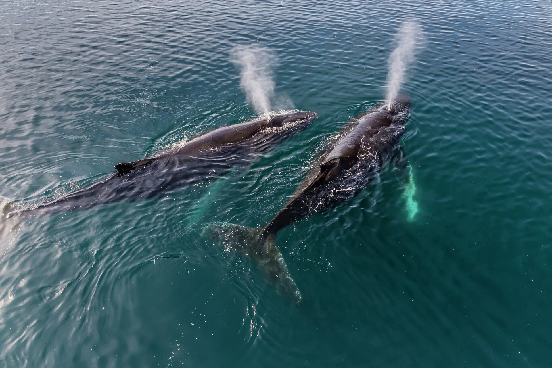 Whales - Wildlife Antarctica HGR 160826 1920 Photo Getty Images