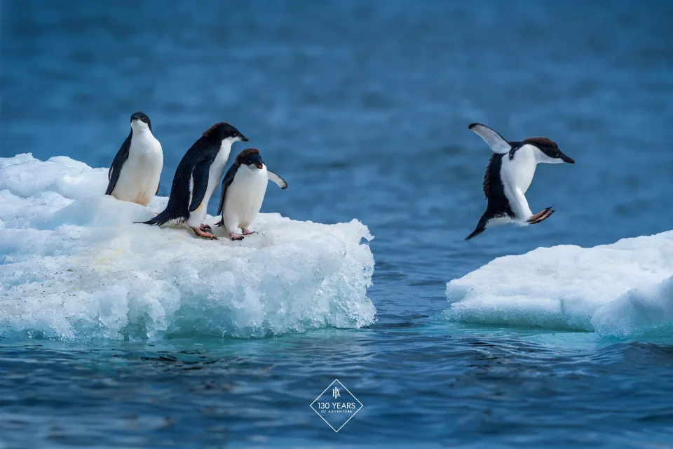 HeroImage Antarctica Penguins Shutterstock 2446202807