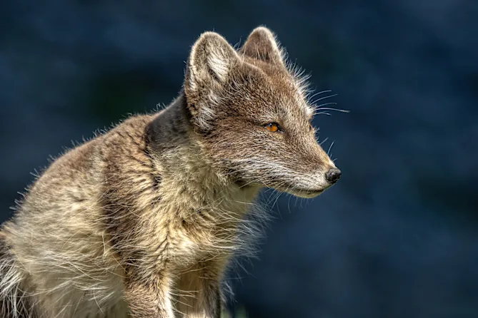 In zorro del Artico en Svalbard