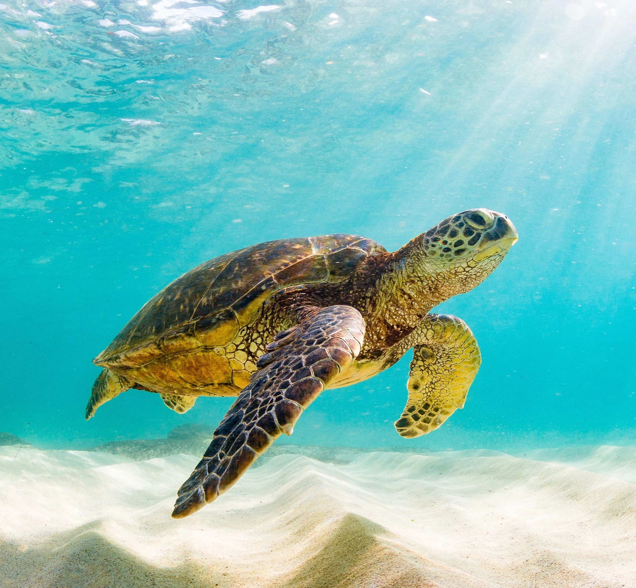 Galápagos Islands