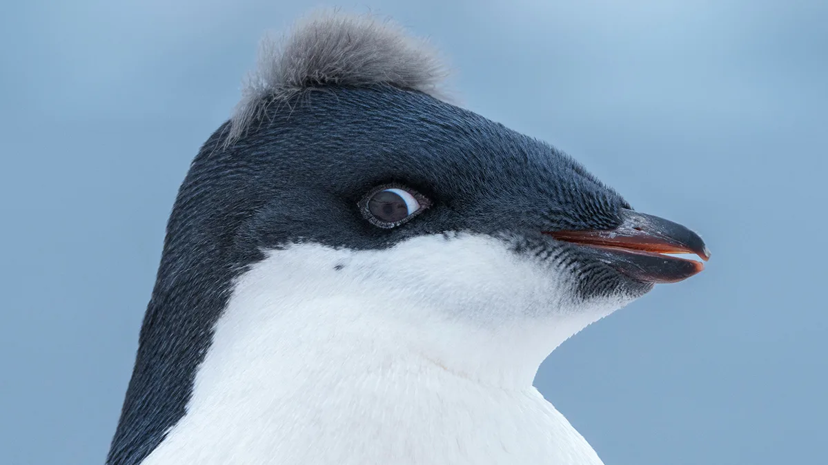 1200x675 NAS In-Depth Ant