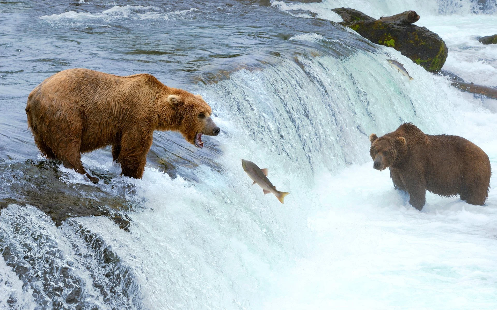 Grizzly bears fishing for Salmon, Alaska. Photo: Shutterstock.