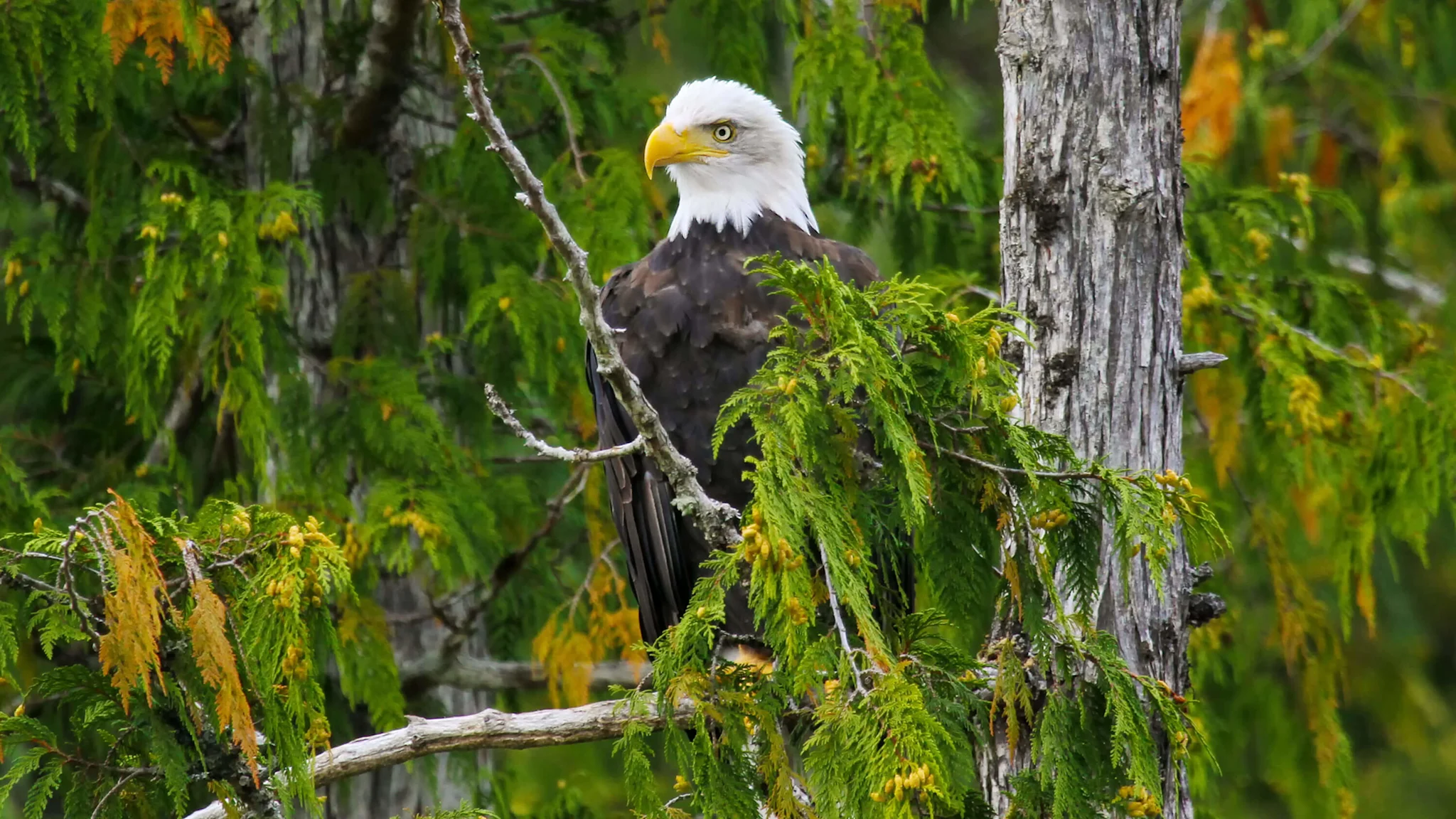 BaldEagle -MistyFjordsAlaska 3000x1688 resized
