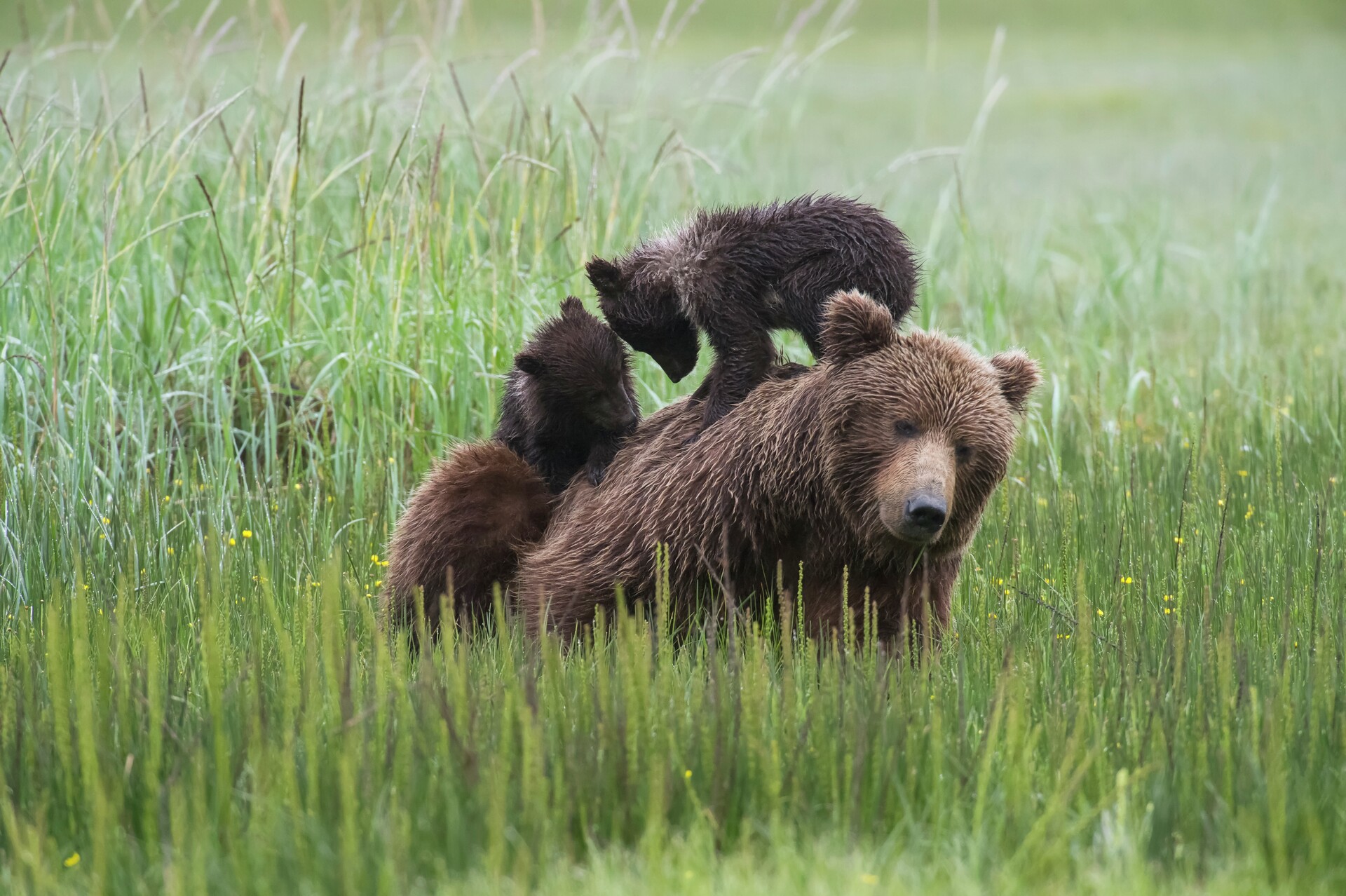 Discover our Alaska Pre-Departure Webinars