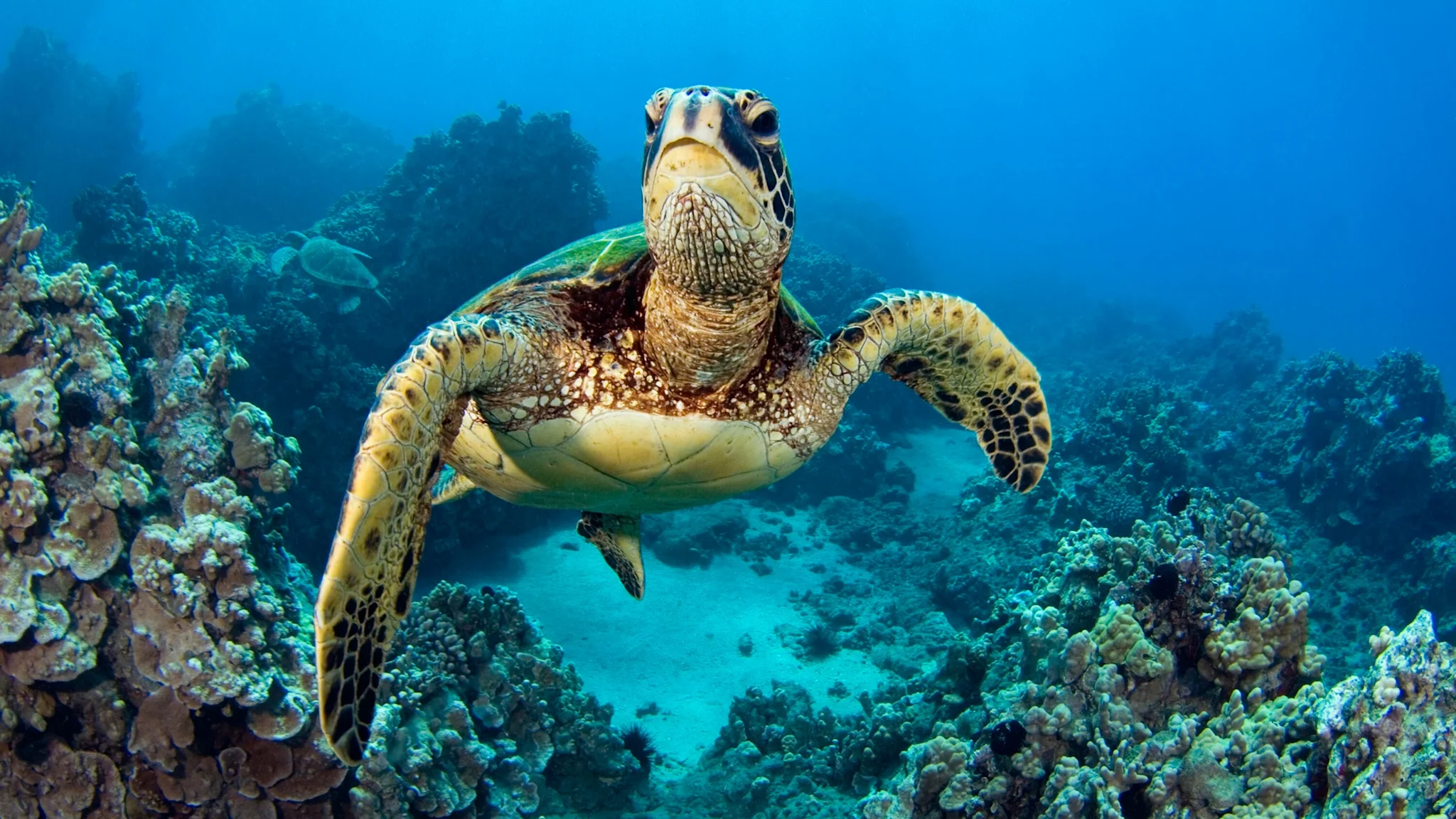 GALAPAGOS SEA-TURTLE ©SHUTTERSTOCK_cropped