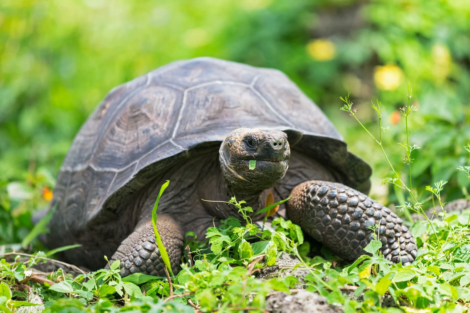 Galápagos Tortoise, Galápagos Islands, Ecuador