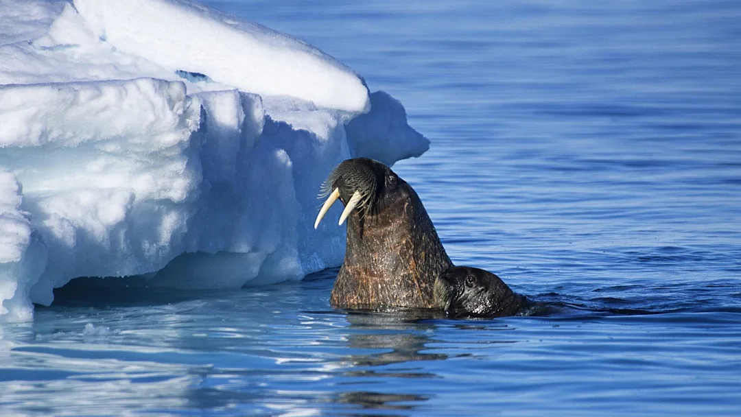 Walrus mother and calf swimming in front of an iceberg in Nunavut, Canada. Credit: Gerard Soury / Getty Images