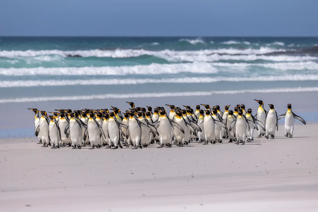 A group of Penguins, Stanley, Falkland Islands. Credit: Oscar Farrera