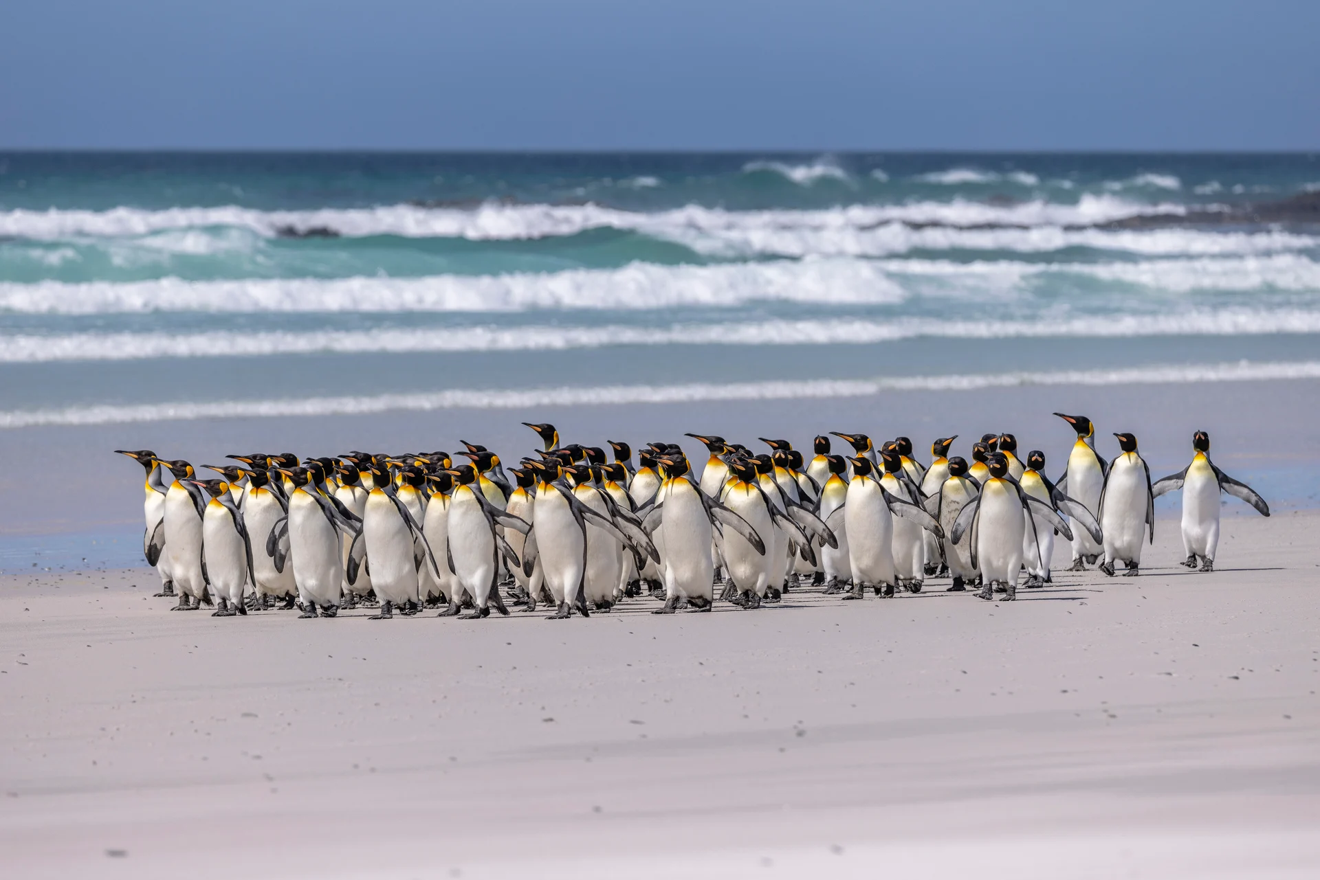 A group of Penguins, Stanley, Falkland Islands. Credit: Oscar Farrera
