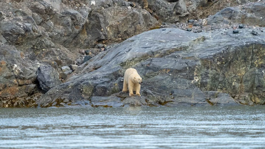 Polar Bear Svalbard DSC07548©Jan-Hvizdal Hurtigruten 3000x1688px