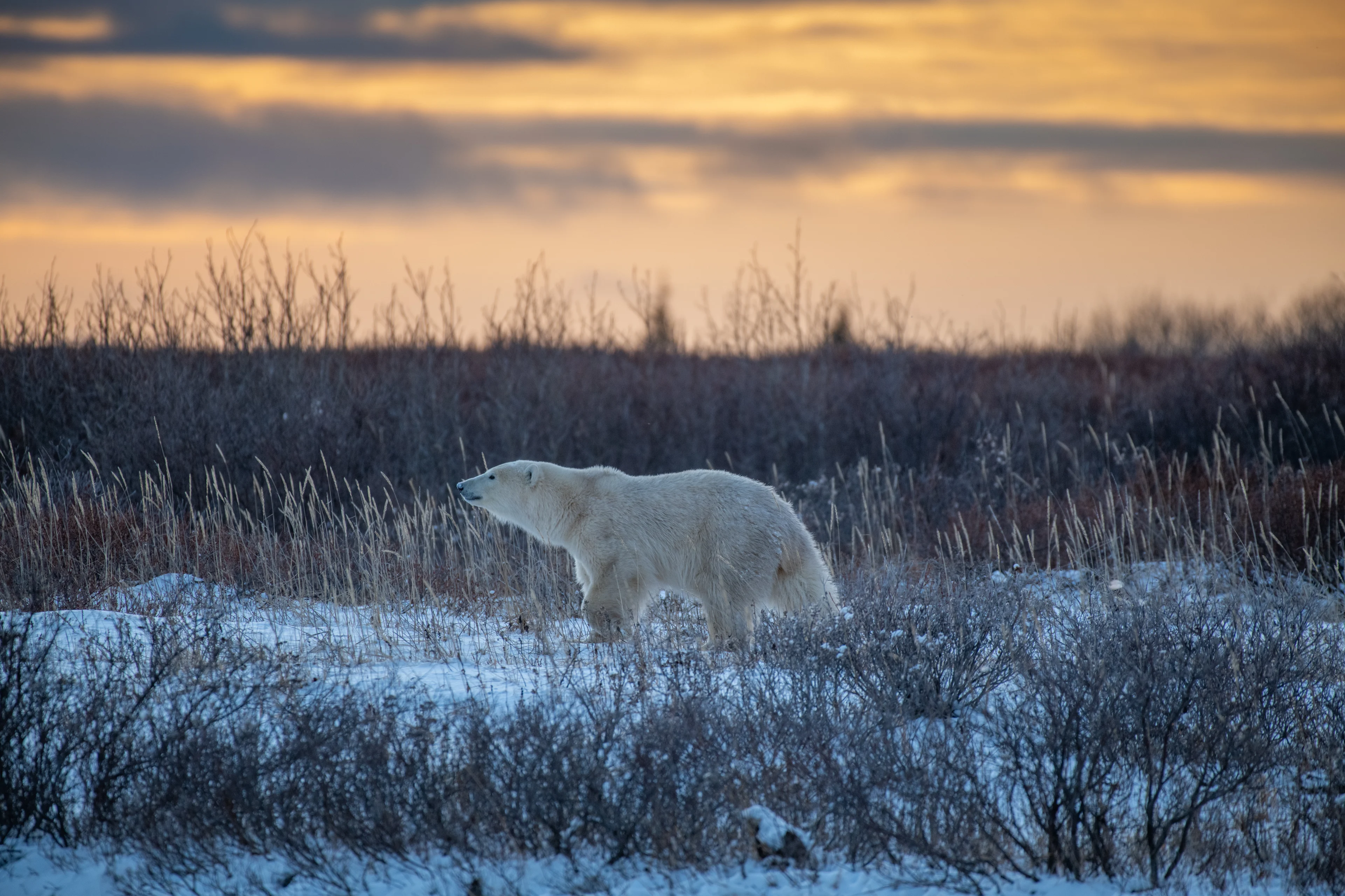 A polar bear in Churchill, in the Canadian province of Manitoba