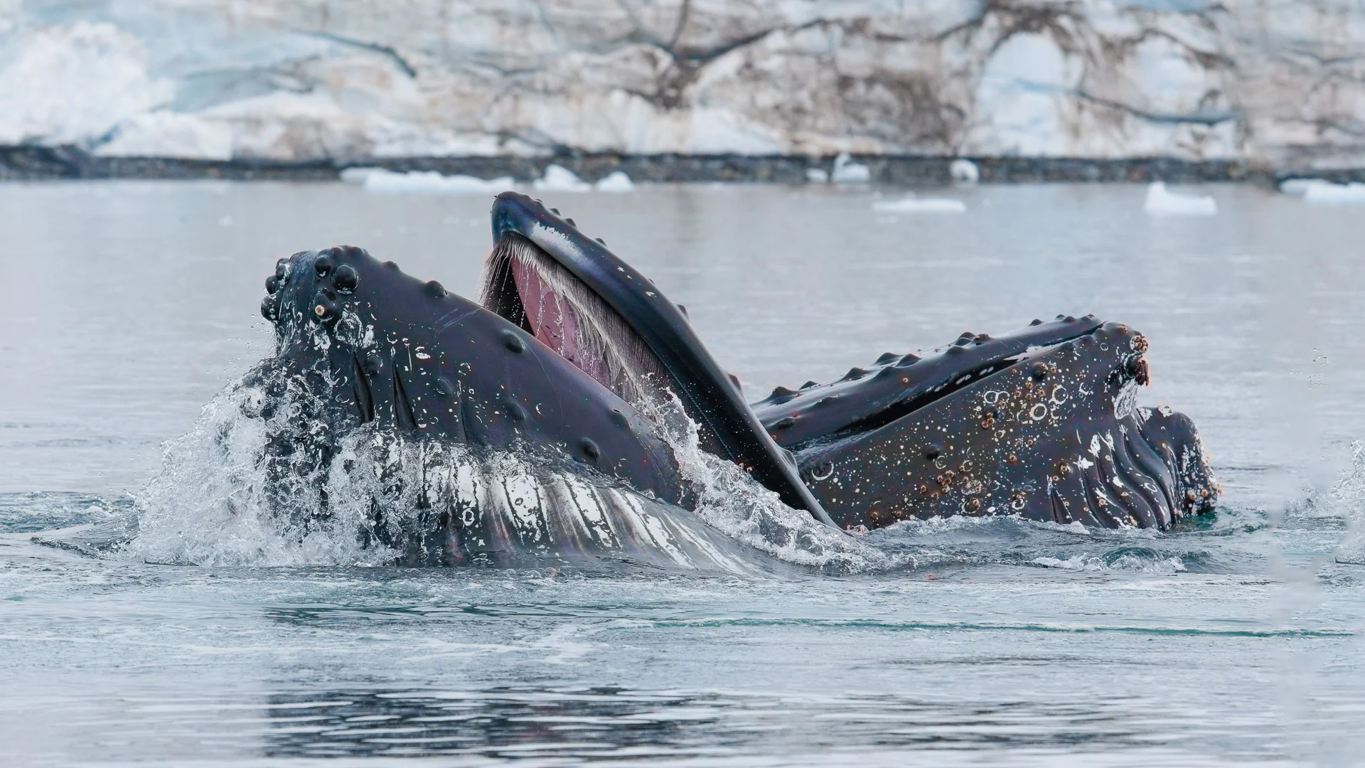 Humpback whale in Alaska