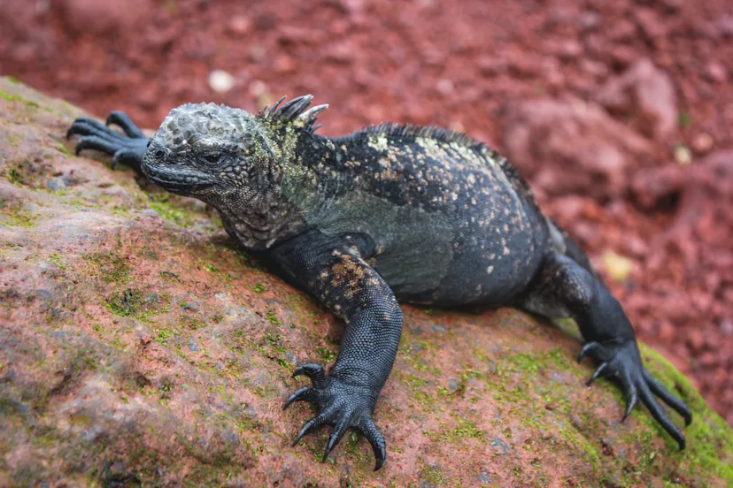 Découvrir Îles Galápagos