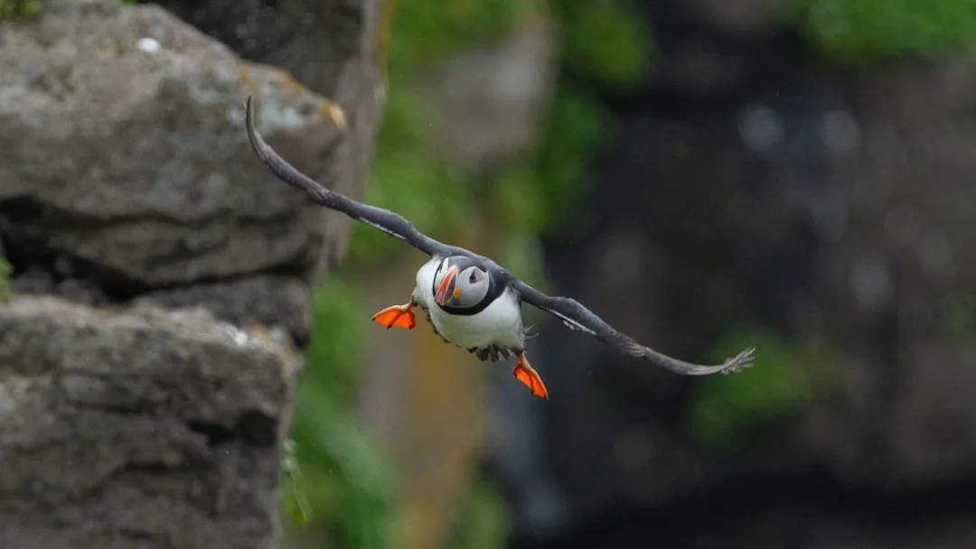 20230722 Svalbard Grimsey YuriChoufour-06130 Yuri Choufour 3000x1688px