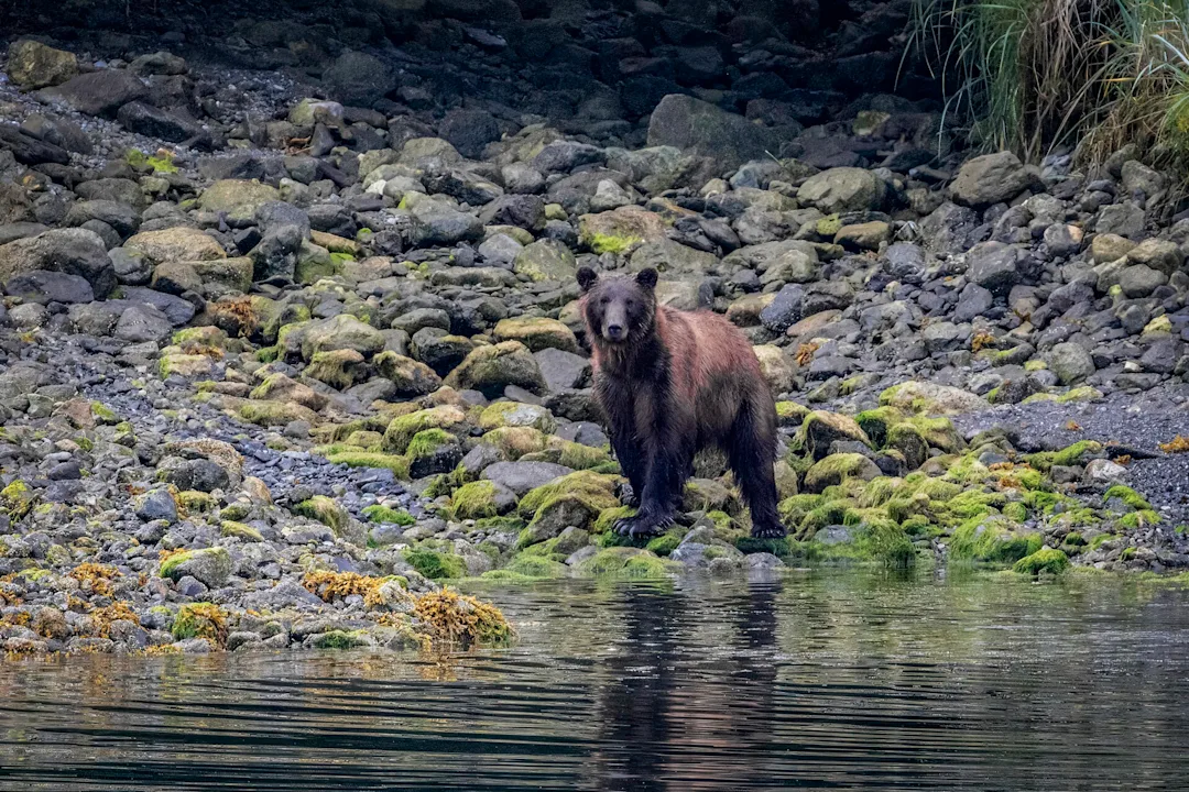 Brown Bears seen in Sitka, Alaska. Credit: Oscar Farrera