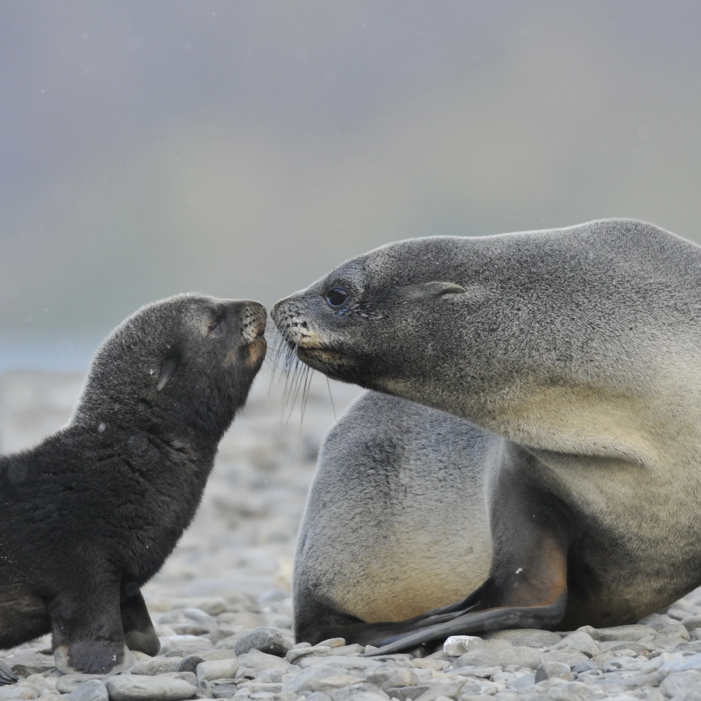 Seal Antarctica HGR 92083 Photo Photo Competition