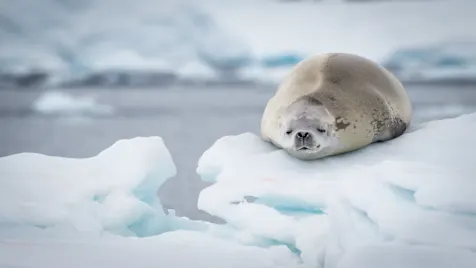 Seal - Wildlife - Neko Harbour Antarctica HGR 120389 Photo Dominic Barrington