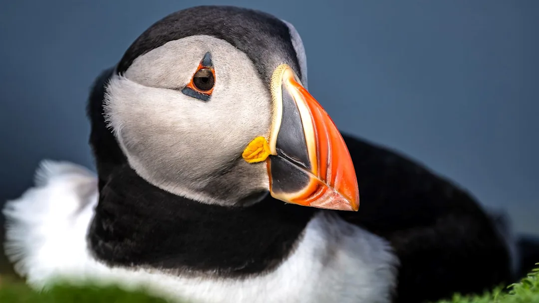  Puffin bird. Credit: Jan Hvizdal