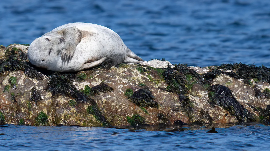 20260509 28 Islay GeraldinePrince