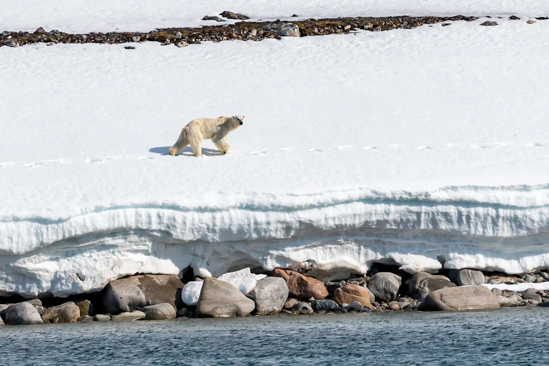 Polar_bear_Smeerenburg_Svalbard_HX_25081