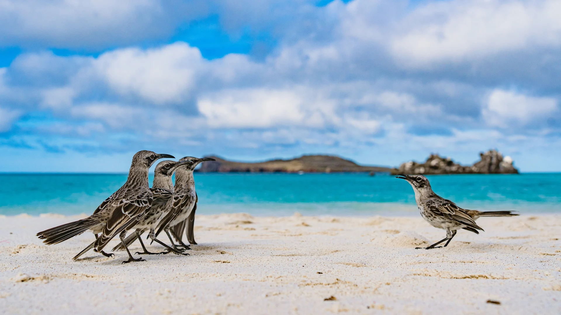 HX and the National Audubon Society