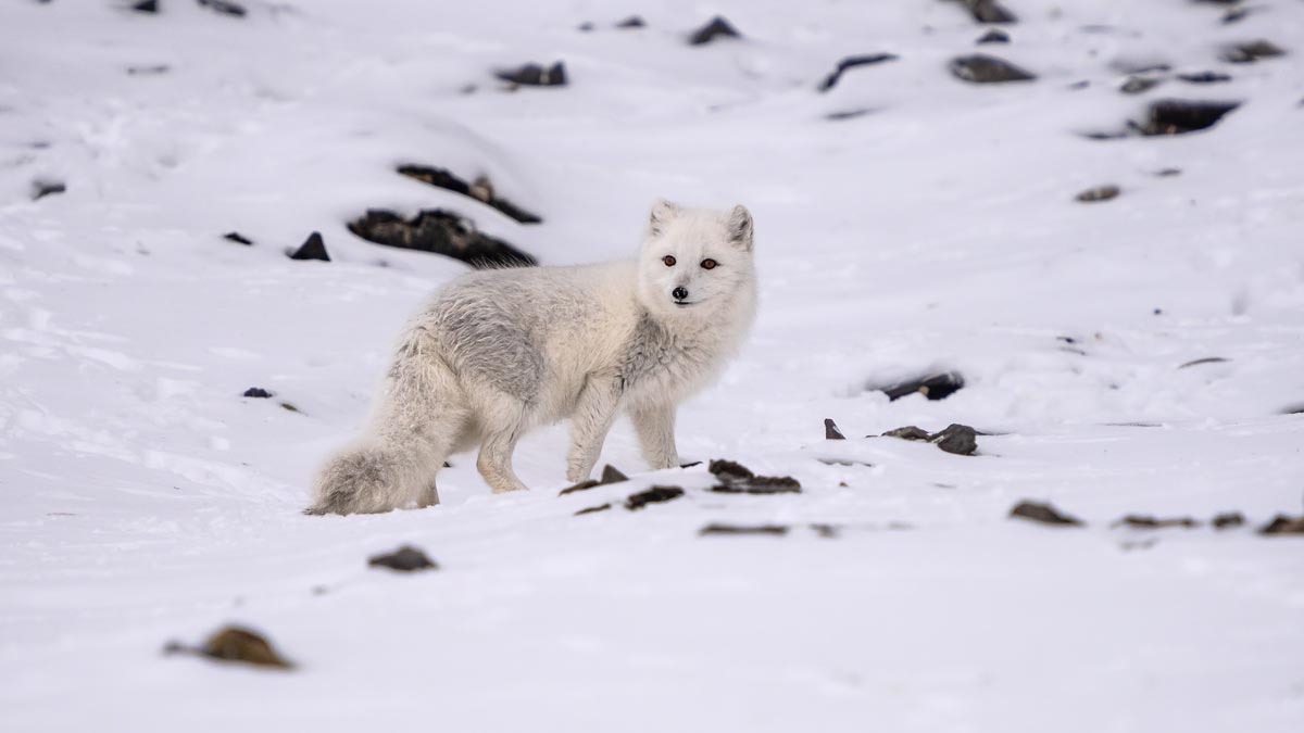 Circumnavigating Spitsbergen – In the Realm of the Polar Bear 8