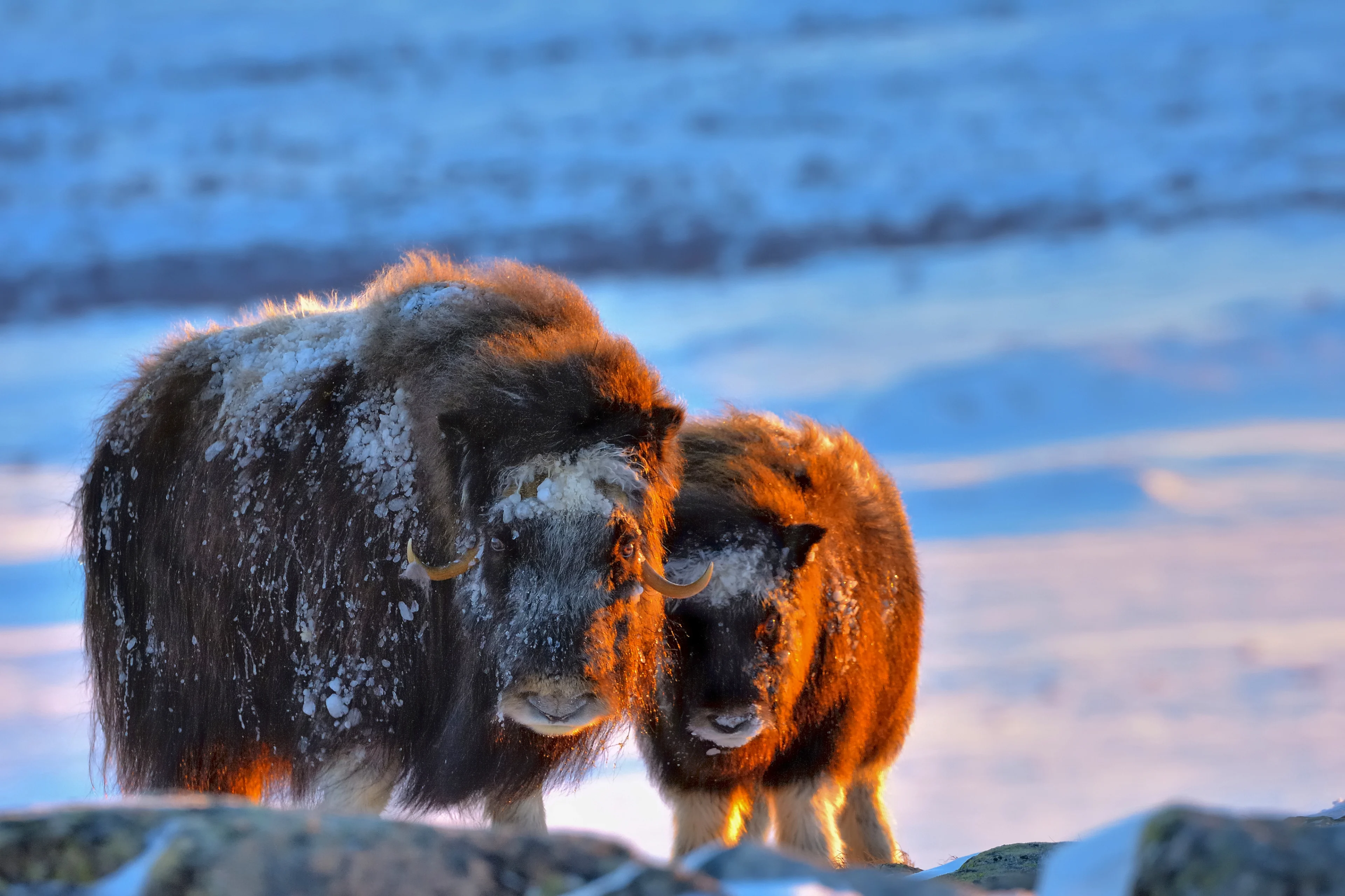 Musk_oxen__GettyImages-1151802682.jpg