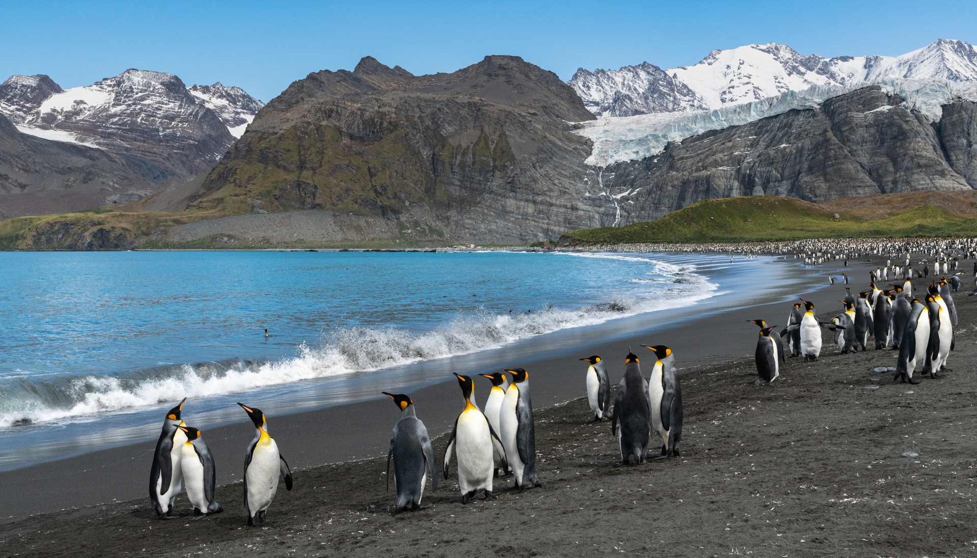 In-depth Antarctica, Falklands & South Georgia Expedition
