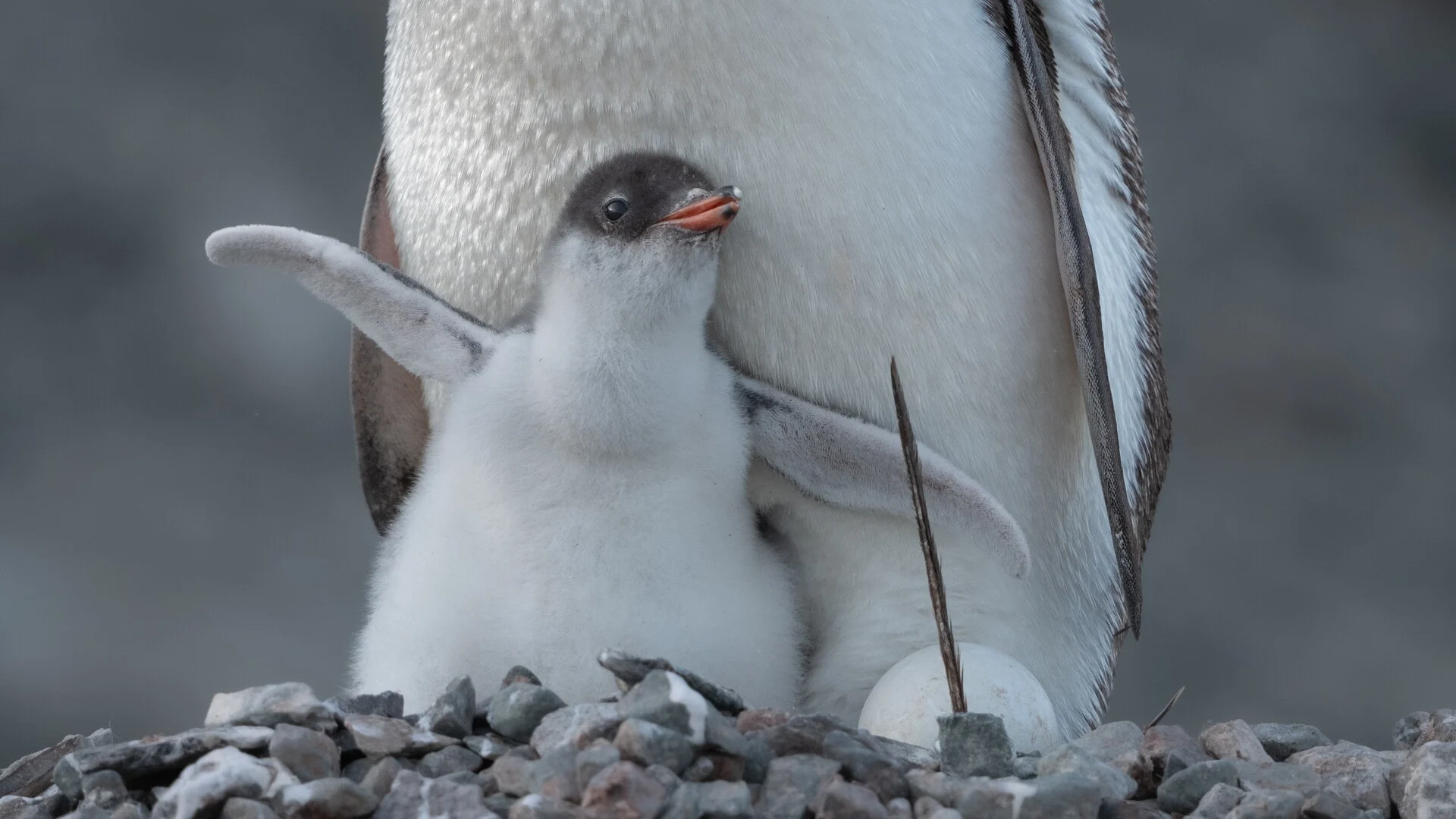 Penguin chick on Danco Island, Antarctica. Credit: Yuri Choufour