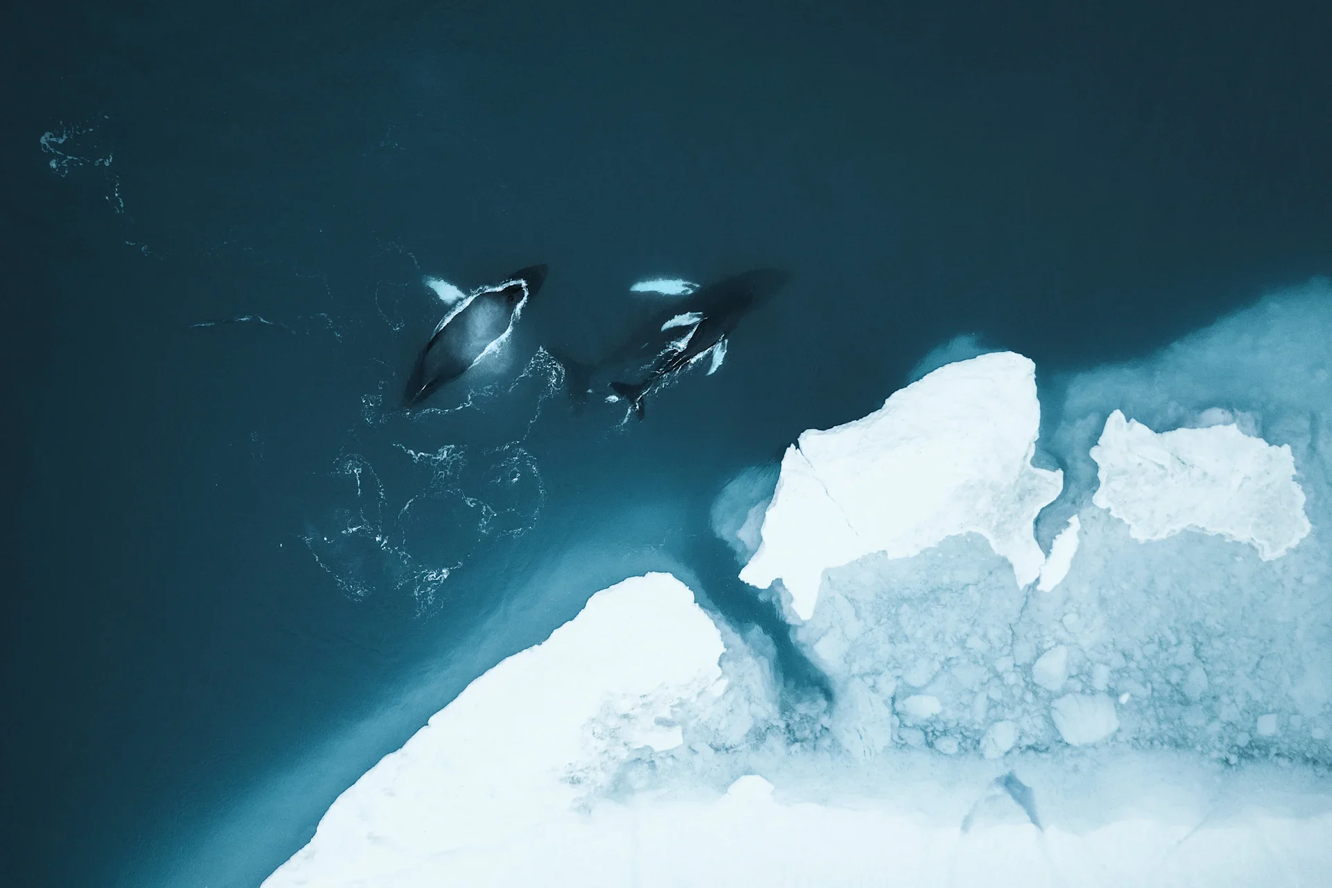 New folder/Greenland 2019 9 enhanced