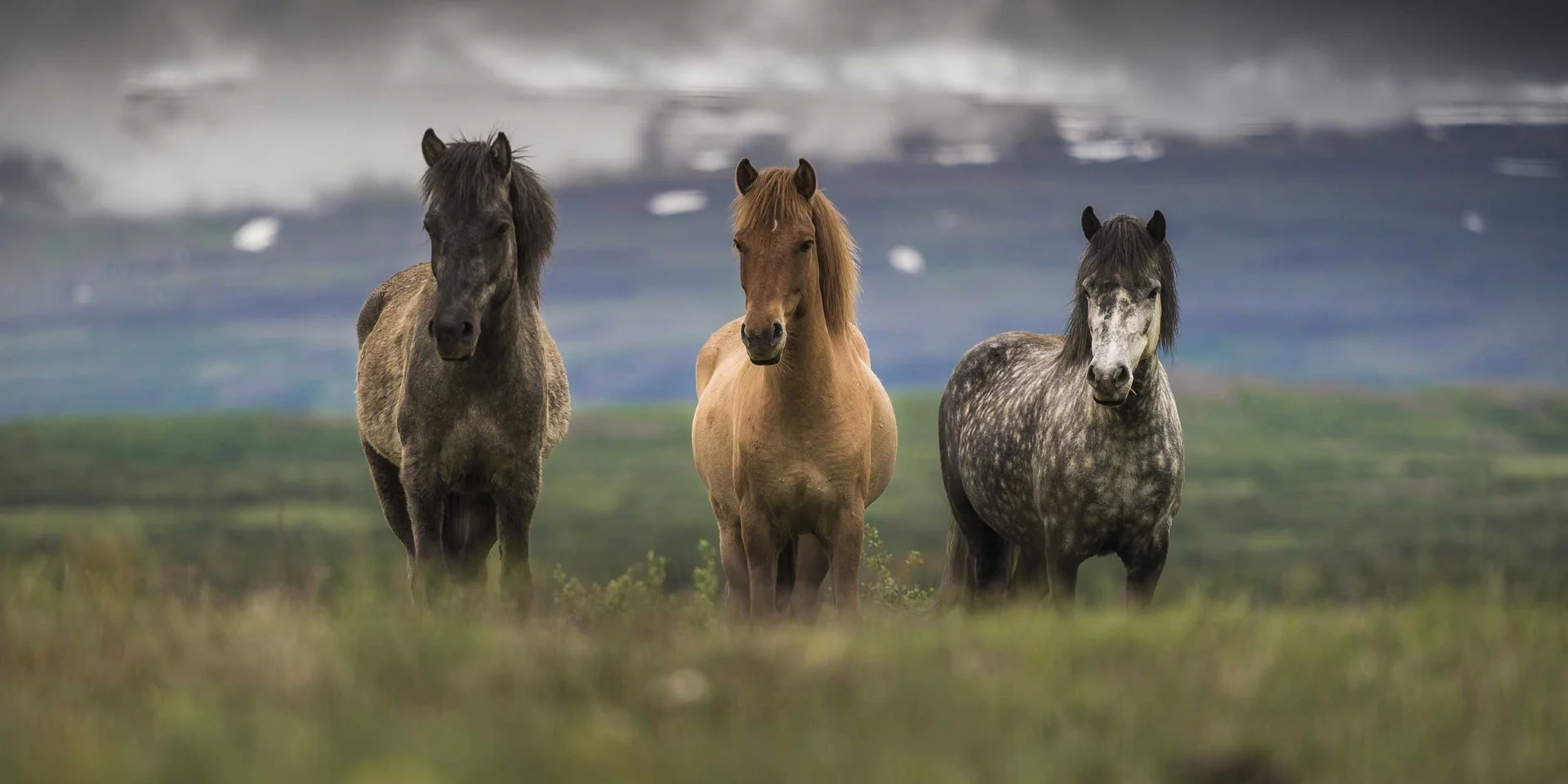 Wildlife in Iceland