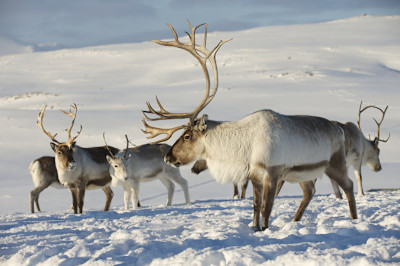 Arctic & Svalbard