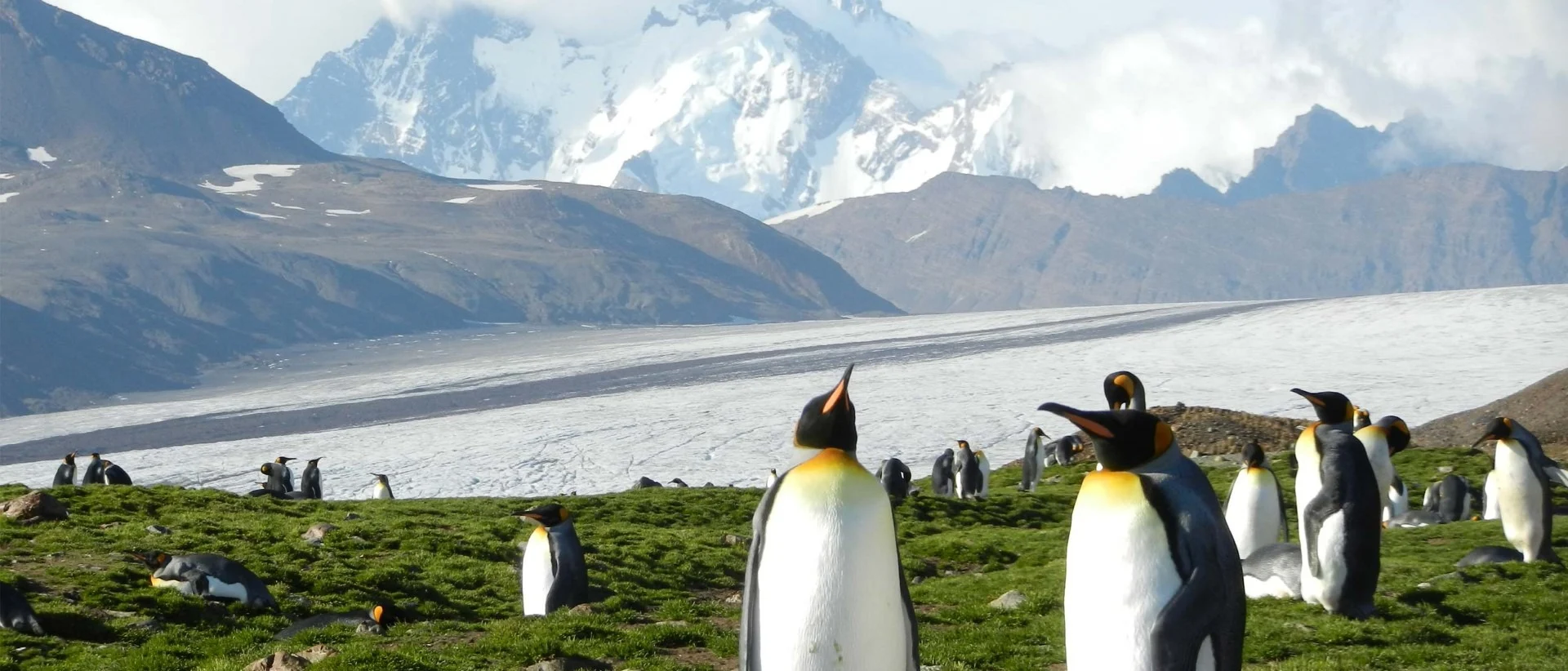 King Penguins, Fortuna Bay. 
Photo: Daniel Avis