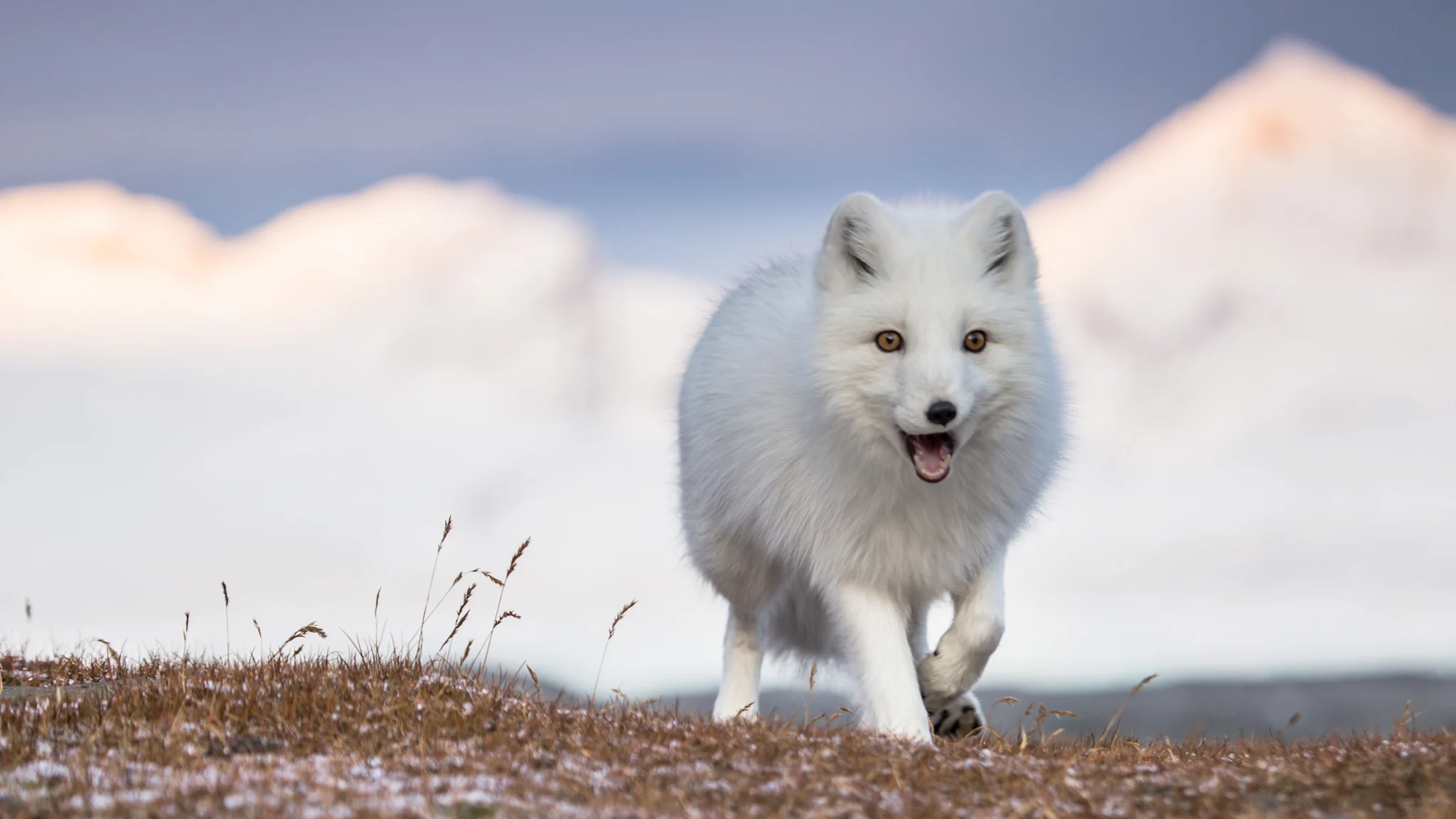 Wildlife–Svalbard 3000x1688
