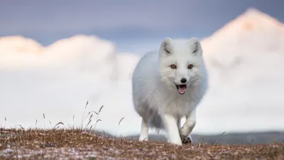 Die ultimative Spitzbergen-Expedition