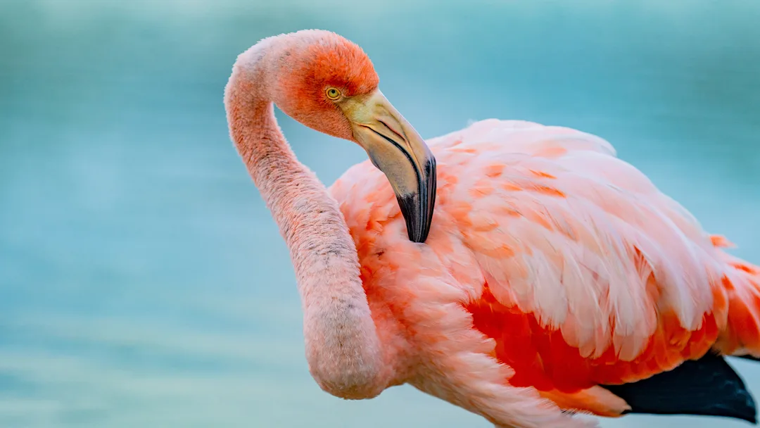  Flamingo on Santa Cruz Island, Galápagos Island, Ecuador. Credit:  Andres Ballesteros