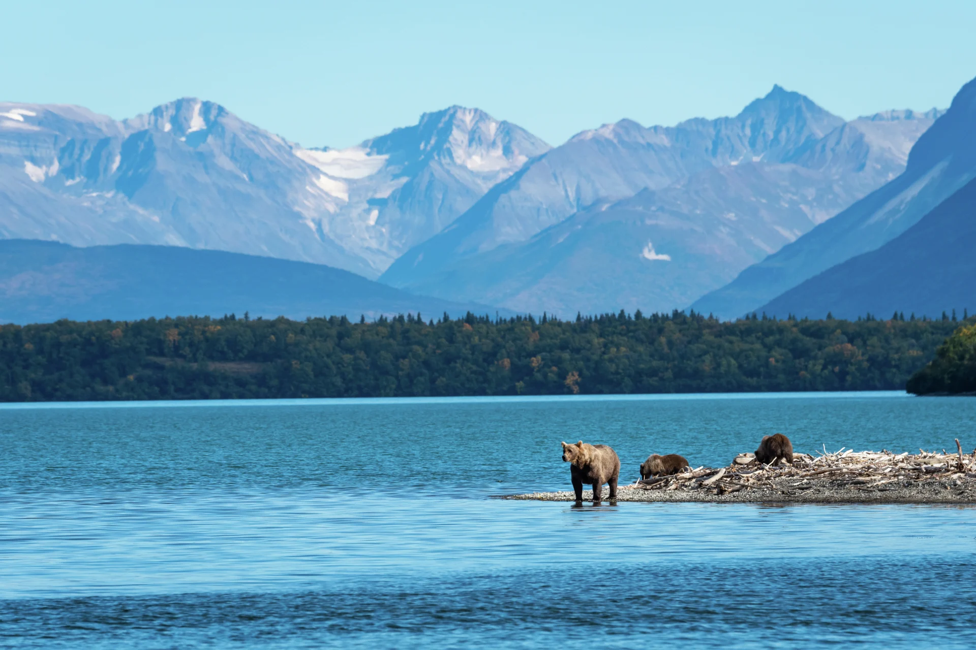 Alaska Bears, Katmai National Park