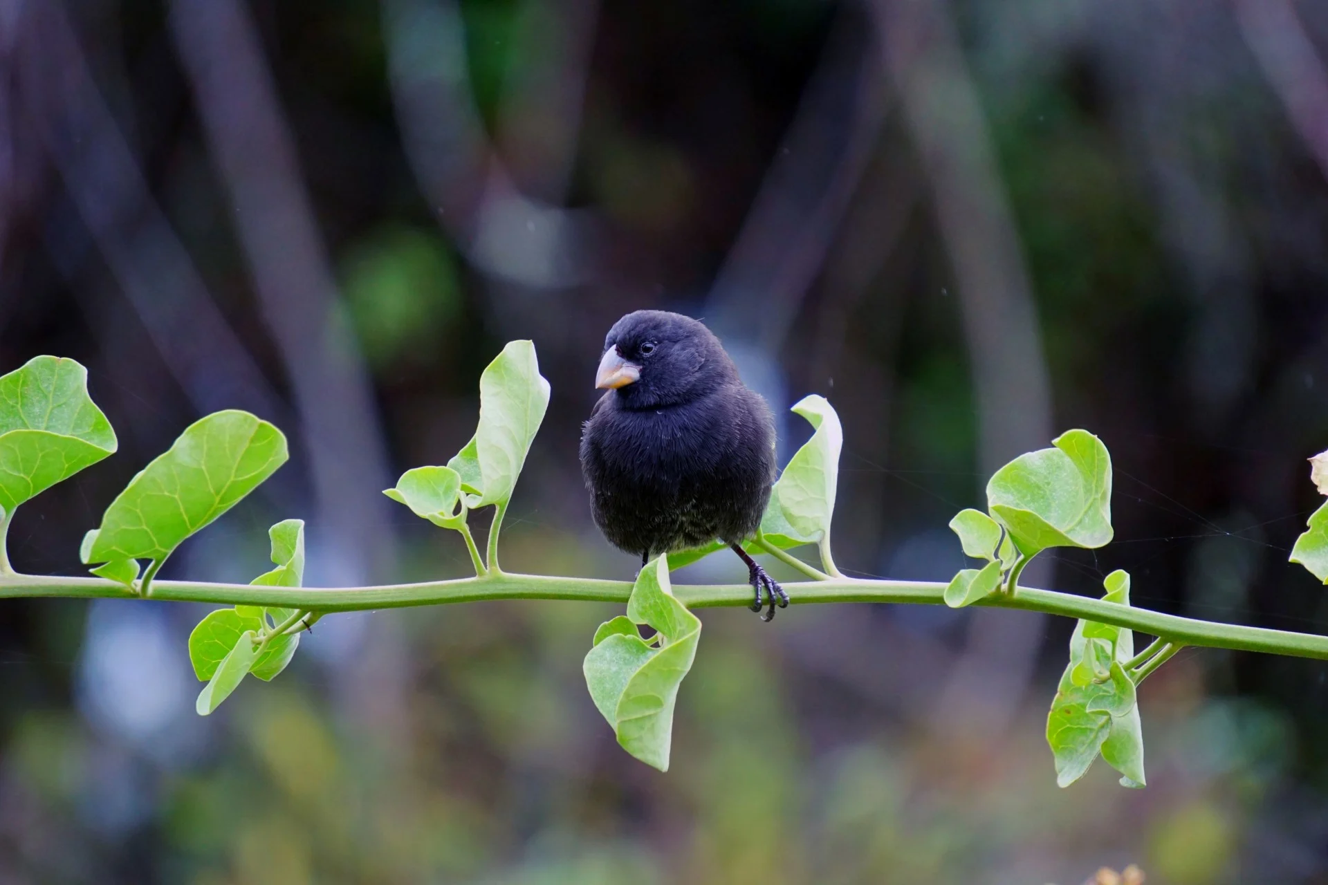 Darwinfinken – Galapagos-Inseln, Ecuador