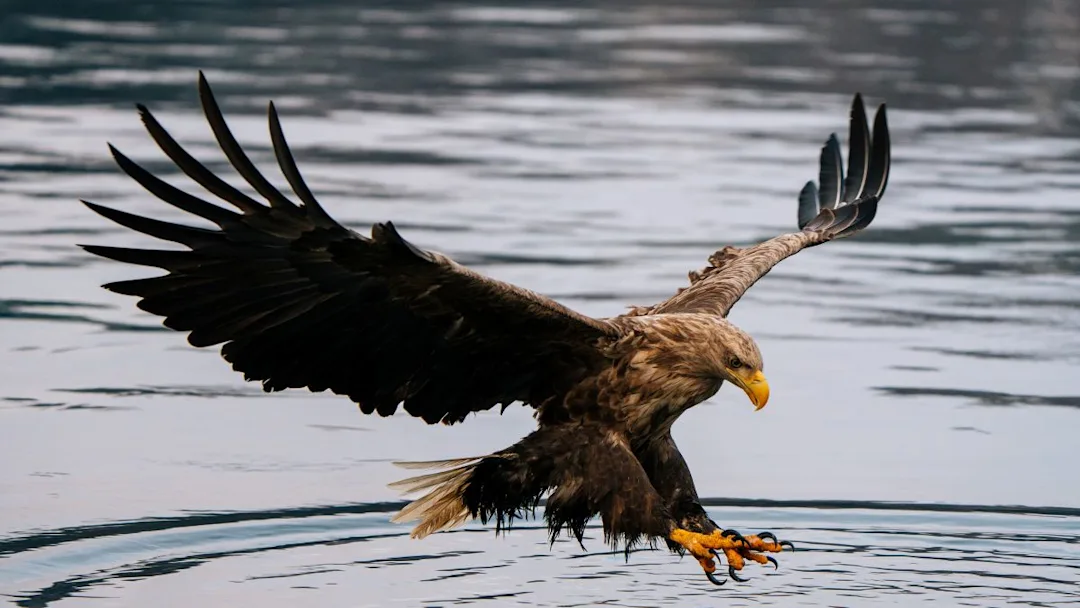 Norway Svolvar HGR 166495 Photo Kay Fochtmann 3000x1688px