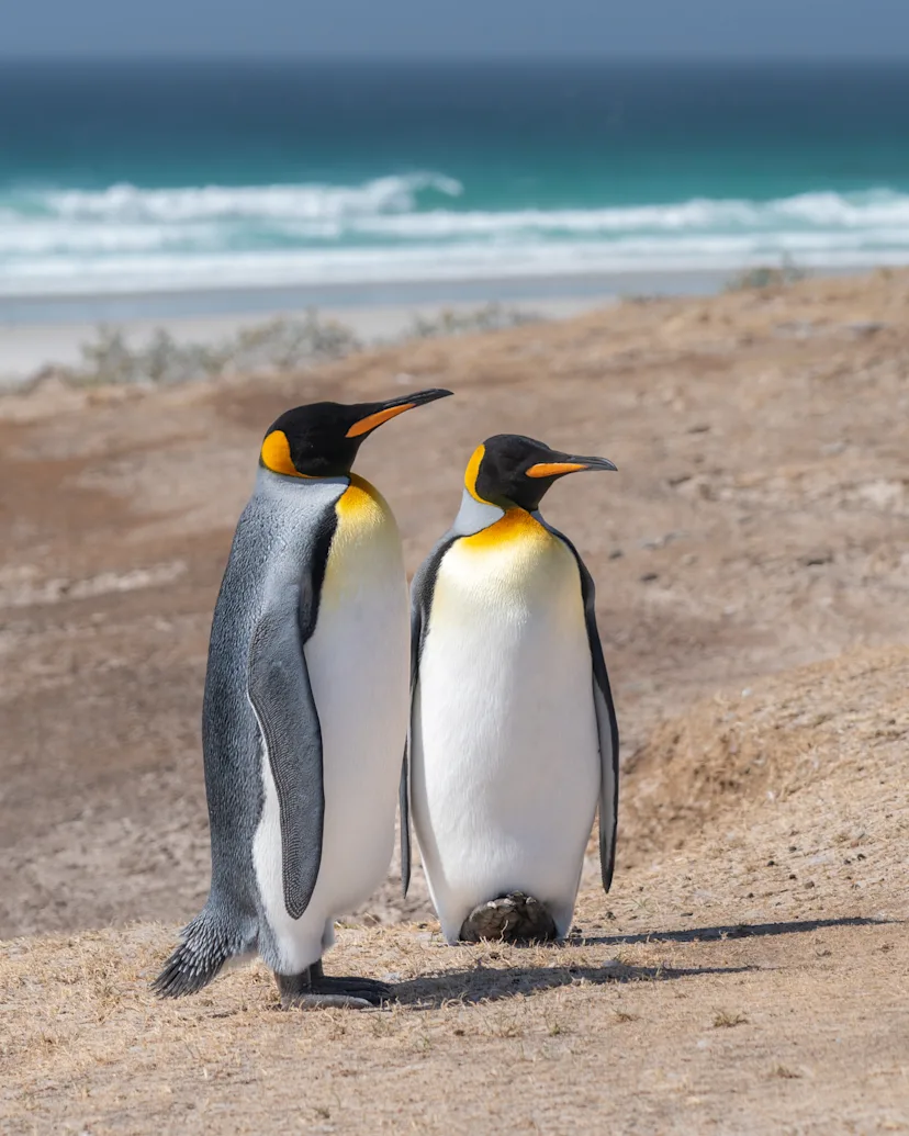 Antarctica & Falklands  Expedition Cruise | Northbound