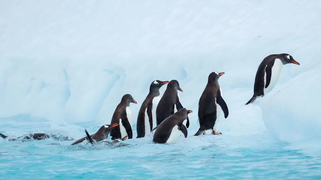 Cuverville-Island-Antarctica-HGR-151216- Photo Espen Mills 3000x1688