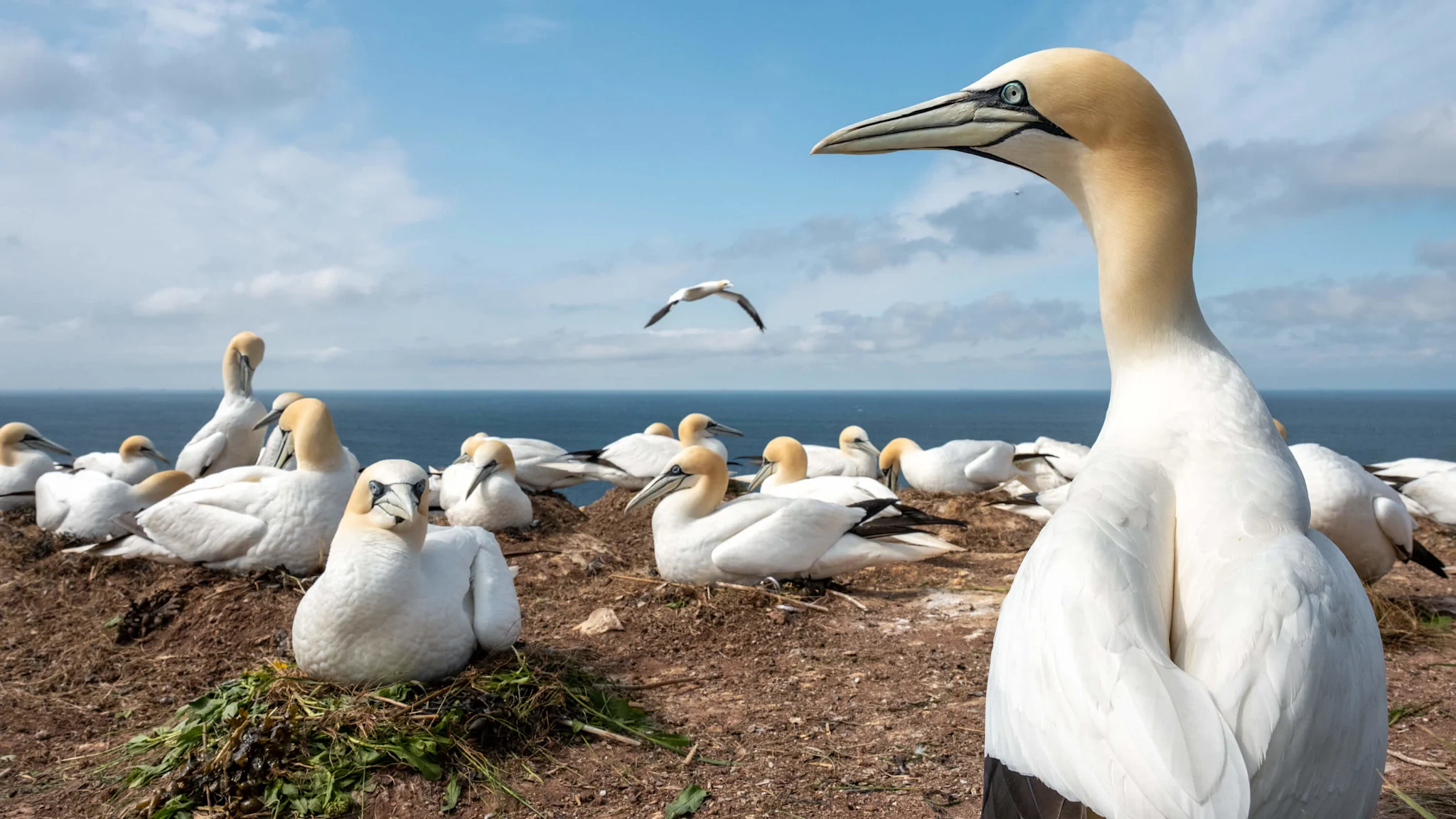 Germany-Heligoland-NorthernGannets 3000x1688 resized